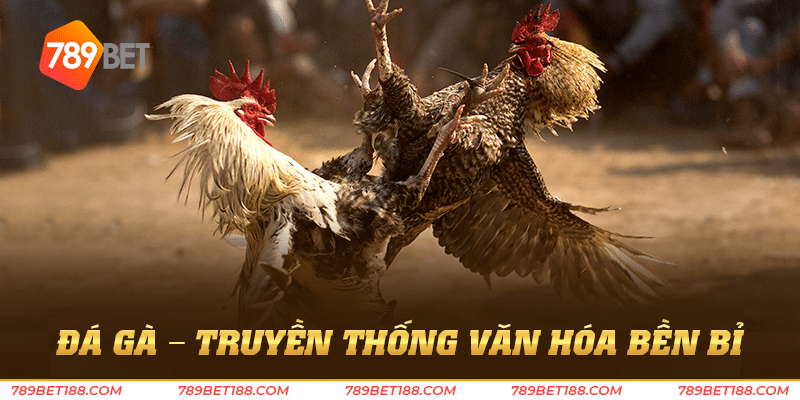 Đá gà trên mạng - Thỏa niềm đam mê đá gà mọi lúc 2 Đá gà - Truyền thống văn hóa bền bỉ