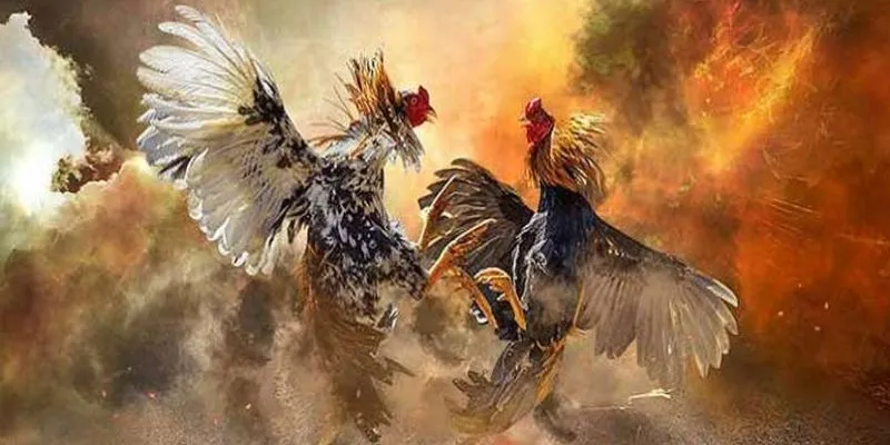 Mẹo chơi đá gà chọi - Cách chọn gà chiến mạnh nhất 3 Tìm hiểu các loại kèo đá gà chọi được ưa chuộng