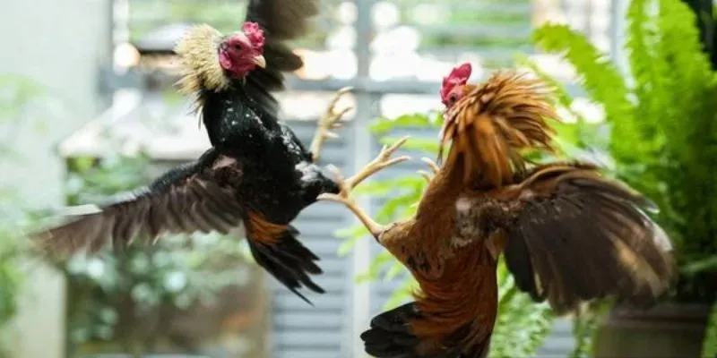 Mẹo chơi đá gà trực tiếp - Kinh nghiệm đặt cược an toàn 3 Tổng hợp các loại kèo cược đá gà trực tiếp